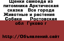 Щенки самоеда из питомника Арктическая сказка - Все города Животные и растения » Собаки   . Ростовская обл.,Гуково г.